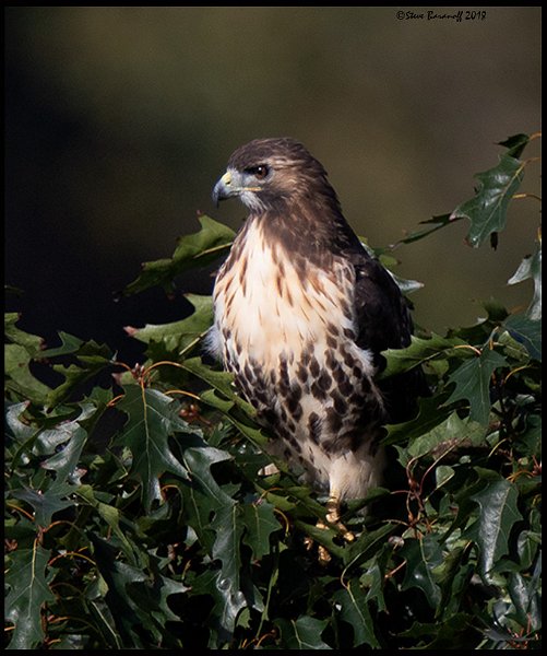 _8SB0102 red-tailed hawk.jpg